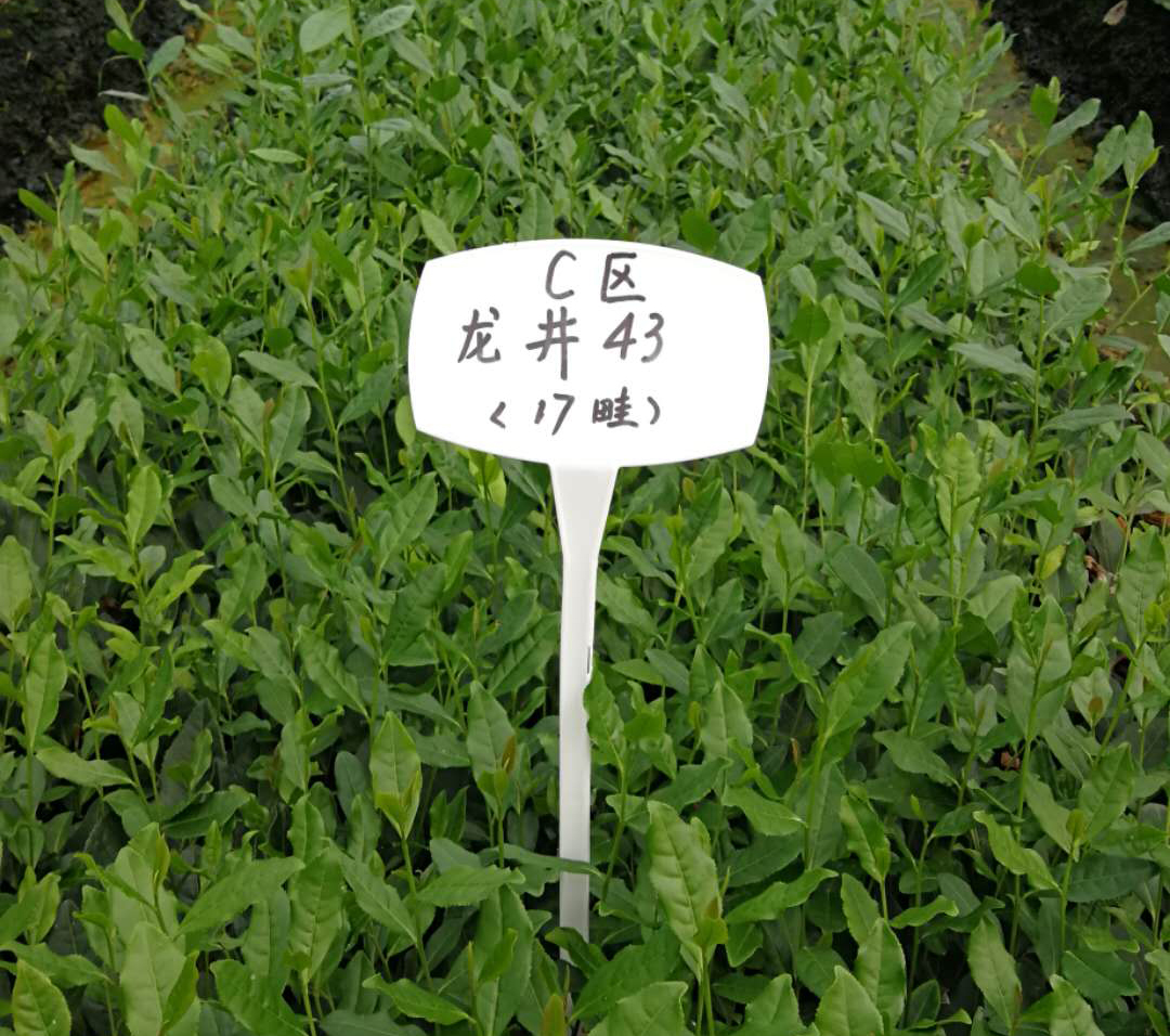 雨量對(duì)茶葉的影響？
